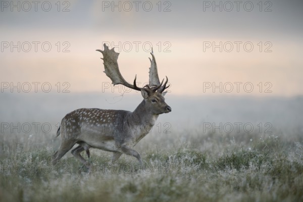 Fallow deer (Dama dama) buck, mist, morning light, Zealand, Denmark