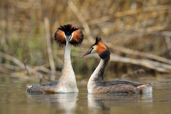 Great Crested Grebes (Podiceps cristatus), pair in courtship, Lake Lucerne, Canton of Lucerne, Switzerland