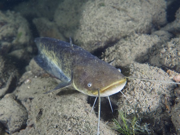 A catfish (Silurus glanis), Waller, with long barbels lies on stony ground next to aquatic plants, dive site Zollbrücke, Rheinau, Canton Zurich, Rhine, High Rhine, Switzerland, Germany