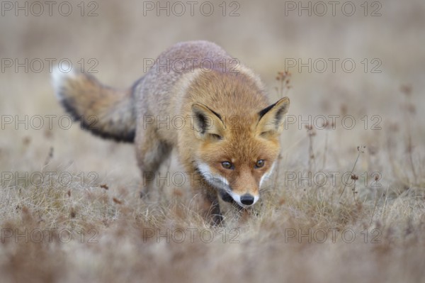 Red fox (Vulpes vulpes), runs in a meadow, Moravia, Czech Republic
