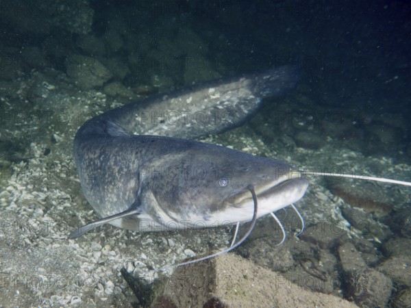 A catfish (Silurus glanis), Waller, moves easily over a stony ground in the water, dive site Zollbrücke, Rheinau, Canton Zurich, Rhine, High Rhine, Switzerland, Germany