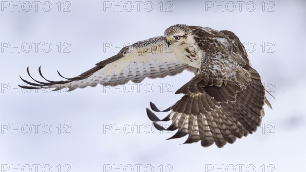 Common buzzard (Buteo buteo) in flight, biosphere area Swabian Jura, Baden-Württemberg, Germany