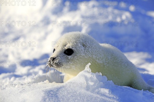 Harp Seal or Saddleback Seal (Pagophilus groenlandicus, Phoca groenlandica) pup on pack ice, Magdalen Islands, Gulf of Saint Lawrence, Quebec, Canada