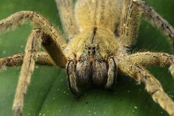 Wandering spider (Ctenidae), with type-specific eyes, Chocó rainforest, Ecuador