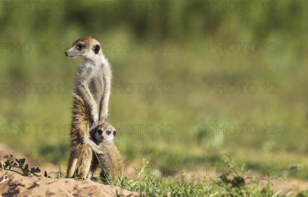 Suricate (Suricata suricatta), adult with young on the lookout, during the rainy season in green surroundings, Kalahari Desert, Kgalagadi Transfrontier Park, South Africa
