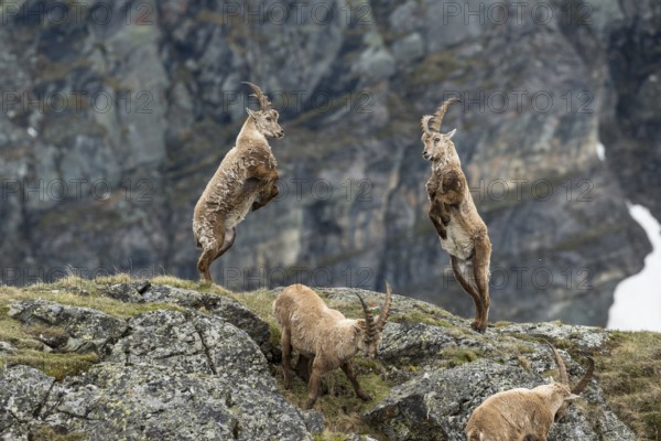 Young Alpine Ibexes (Capra Ibex), playing, High Tauern National Park, Carinthia, Austria