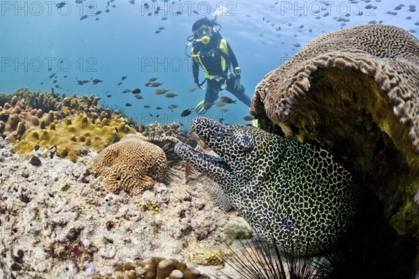 Laced Moray (Gymnothorax favagineus) in front of a scuba diver, Gulf of Oman, Oman