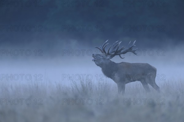 Red deer (Cervus elaphus), roaring buck, foggy meadow, Jägersborg, Denmark