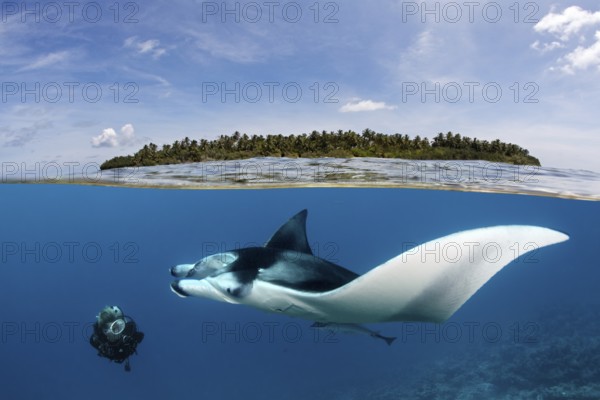 Diver observing reef manta ray (Manta alfredi) over coral reef, near water surface and island, Indian Ocean, Maldives