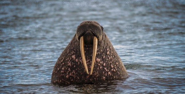 Walrus (Odobenus rosmarus) in water, portrait, Spitsbergen, Arctic, Norway