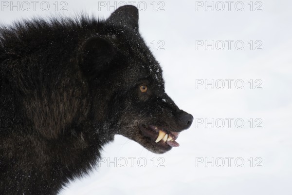 Eastern Wolf (Canis lupus lycaon) with bared teeth, captive, Rhineland-Palatinate, Germany