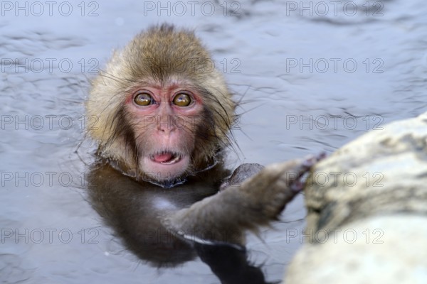 Young Japanese Macaque or Snow Monkey (Macaca fuscata), taking a bath in a hot spring, Affenpark Jigokudani, Nagano Präfektur, Japan