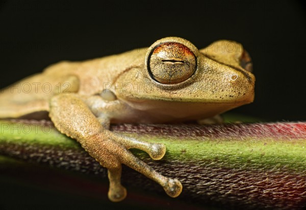 Gunther's banded tree frog (Hypsiboas fasciatus), Amazon rainforest, Copalinga, Zamora Chinchipe, Ecuador