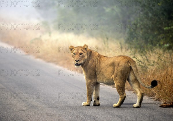 Lion (Panthera leo) on a tarmac road, Kruger National Park, South Africa