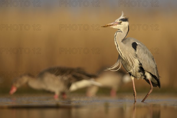 Grey heron (Ardea cinerea), adult walking, morning light, greylag geese (Anser anser) behind, Kiskunság National Park, Hungary