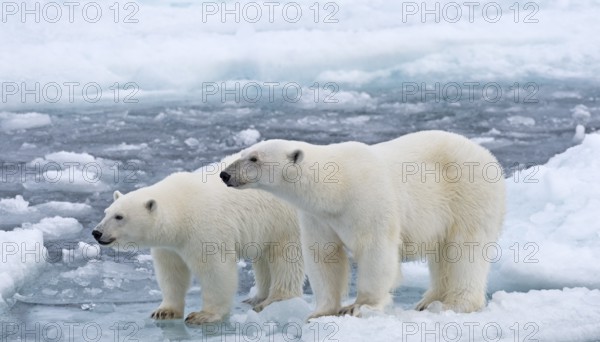 Polar Bears (Ursus maritimus), female and juvenile on an ice floe in the pack ice, Spitsbergen Island, Svalbard Archipeligo, Svalbard and Jan Mayen, Norway
