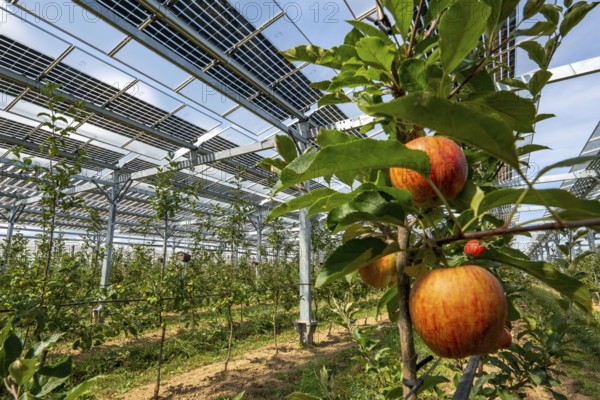 Agri-photovoltaic test plant, an apple tree plantation with two different systems of PV modules was roofed over 3000 square metres, rain and sunlight comes through, at the same time protection against hail and heavy rain, next to it are the same trees but without a solar roof, as a comparison object, how the PV roof affects the trees and harvest, the field test is accompanied by the Fraunhofer Institute for Solar Energy Systems ISE, in Grafschaft-Gelsdorf, Rhineland-Palatinate, Germany
