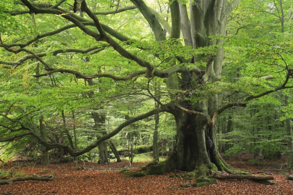 Old beech (Fagus sp.) tree in former wood pasture, Reinhardswald, Sababurg, Hesse, Germany