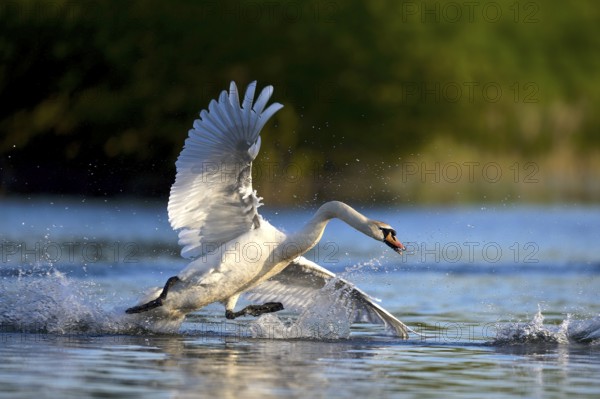 Mute swan (Cygnus olor) in water, attacking, Rheinberg, Lower Rhine North Rhine-Westphalia, Germany