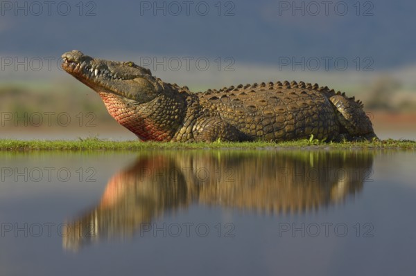 Nile crocodile (Crocodylus niloticus) resting, reflection in water, Zimanga Game Reserve, KwaZulu-Natal, South Africa
