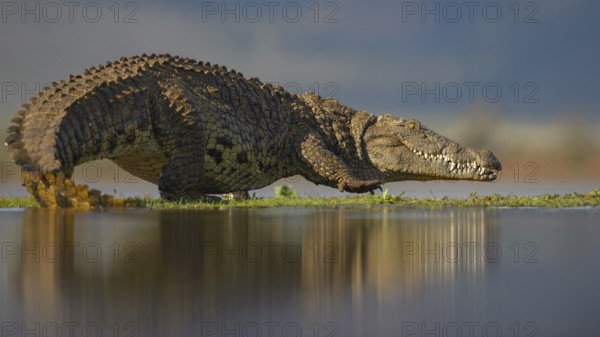 Nile crocodile (Crocodylus niloticus), walking across grassy island on lake, Zimanga Game Reserve, KwaZulu-Natal, South Africa