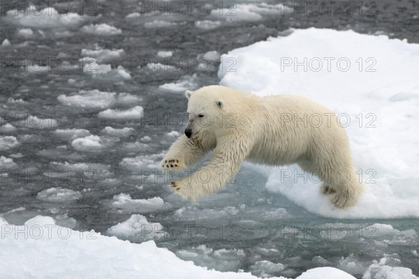 Polar Bear (Ursus maritimus) on pack ice, jumping from ice floe to ice floe, Spitsbergen Island, Svalbard Archipelago, Svalbard and Jan Mayen, Norway