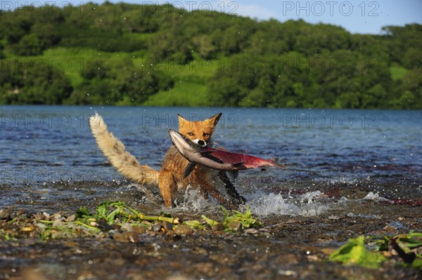 Red Fox (Vulpes vulpes) with a caught salmon, Kurile Lake, Kamchatka Peninsula, Russia