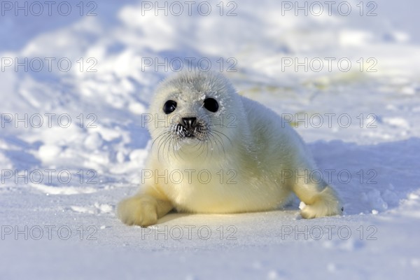 Harp Seal or Saddleback Seal (Pagophilus groenlandicus, Phoca groenlandica), pup on pack ice, Magdalen Islands, Gulf of Saint Lawrence, Quebec, Canada