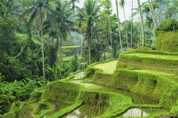 Tegallalang rice terraces, Ubud, Bali, Indonesia