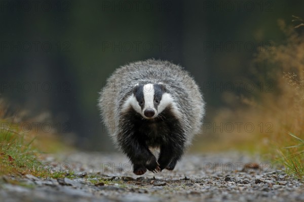 Flying mammal. Badger in forest, animal nature habitat, Germany, Europe. Wildlife scene. Wild Badger, Meles meles, wood road. European badger, autumn pine green forest. Mammal environment, rainy day