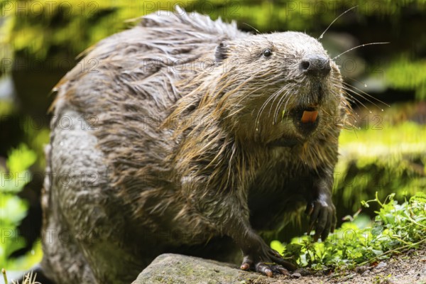 Eurasian beaver (Castor fiber) on the ground in the evening, Bavaria, Germany