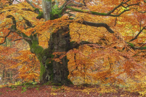 Huge gnarled old beech tree in the Hutewald forest in autumn in full autumn colour, tree trunk and branches covered with moss, Hutewald Halloh, Kellerwald, Bad Wildungen, Hesse, Germany