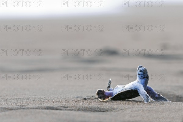 Pacific green turtle or green sea turtlee (Chelonia mydas), juvenile, overturned by wave, lying on back in sand, Caribbean, Costa Rica
