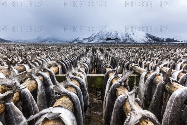 Stockfish hanging up to dry, Gimsøy, Gimsøysand, Lofoten, Norway