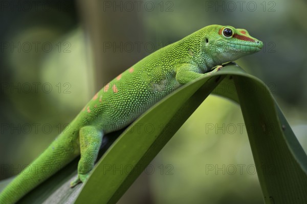 Madagascar Day Gecko (Phelsuma madagascariensis), captive, native to Madagascar