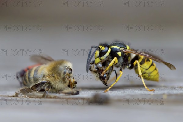 German wasp, also German yellowjacket or European wasp (Vespula germanica) eating western or European honey bee (Apis mellifera), Germany
