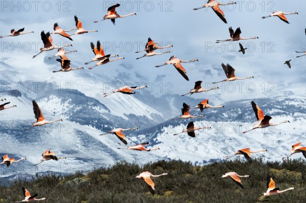 Flock of flying Chilean Flamingos (Phoenicopterus chilensis), Torres del Paine National Park, Chilean Patagonia, Chile