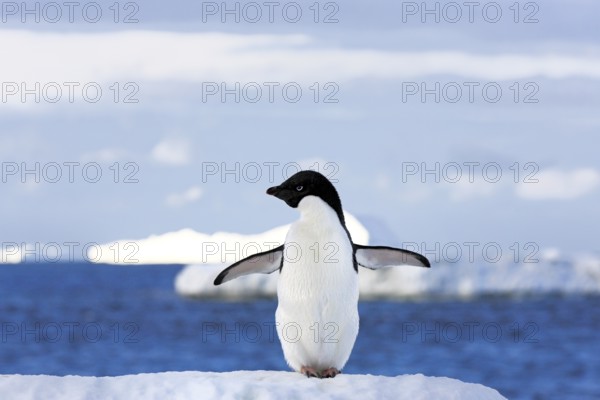Adelie penguin (Pygoscelis adeliae), adult, spreading wings, penguins, flightless, snow, ice floe, Antarctica, Brown Bluff