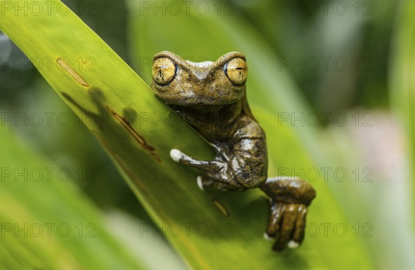 Endemic neotropical frog Tapichalaca Torrenteer (Hyloscirtus Tapichalaca), Tree Frog Family (Hylidae), Tapichalaca nature reserve, Andean cloud forest, Ecuador