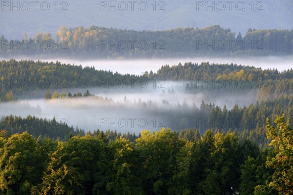 Morning fog over the forests at Aidlinger Höhe, near Murnau, Pfaffenwinkel, Upper Bavaria, Bavaria, Germany