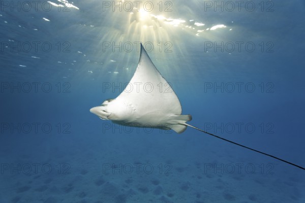Spotted eagle ray (Aetobatus narinari), sun shining through water, sandy ocean floor, Indian Ocean, Maldives