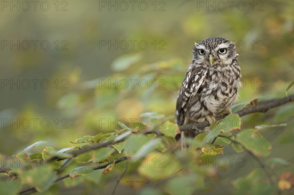 Little Owl (Athene noctua) perched on a branch, North Rhine-Westphalia, Germany