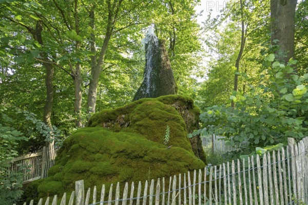 Wasserbaum, Ockensen, Salzhemmendorf, Lower Saxony, Germany