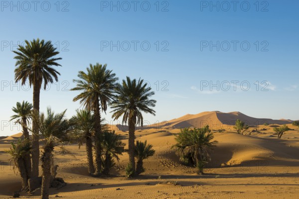 Dunes and palm trees in morning light, Merzouga, Meknès-Tafilalet Region, Morocco