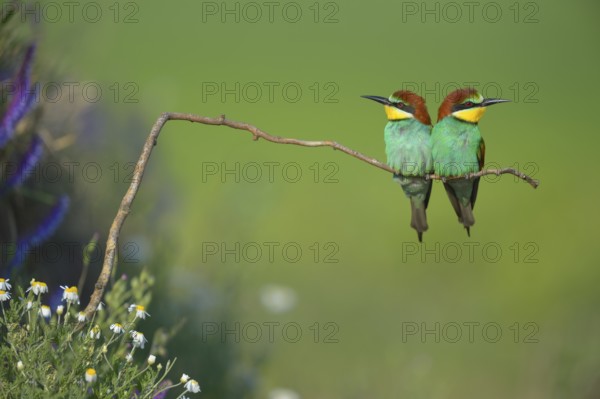 European bee-eaters (Merops apiaster), couple on perch, Kiskunság National Park, Hungary