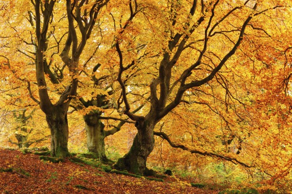 Gnarled old beech trees in the Hutewald forest in autumn in full autumn colour, Hutewald Halloh, Kellerwald, Bad Wildungen, Hesse, Germany