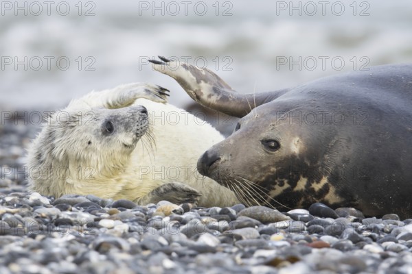 Grey seal, also Atlantic or horsehead seal (Halichoerus grypus) with pup, Heligoland, Schleswig-Holstein, Germany