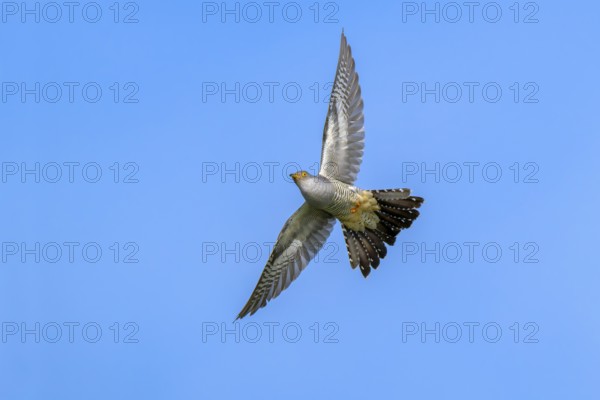 Cuckoo (Cuculus canorus), male, in flight, fish ponds, Güssing, Burgenland, Austria