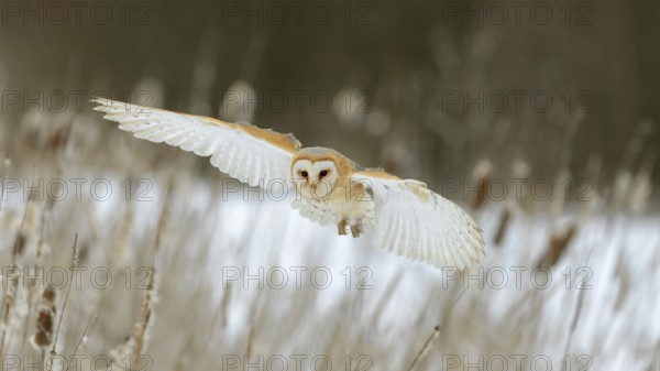 Barn Owl (Tyto alba) in flight, Moravia, Czech Republic