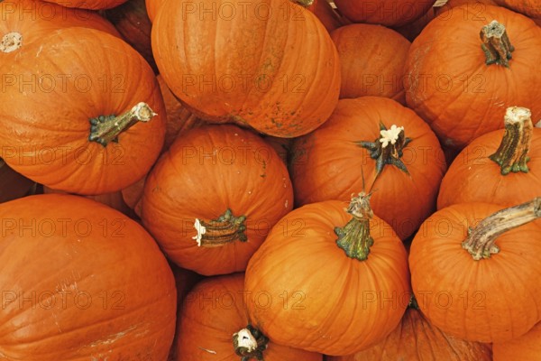 Many large orange Halloween 'Ghostride' pumpkins